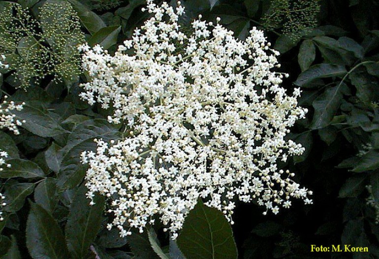 Bezeg, črni (Sambucus nigra)